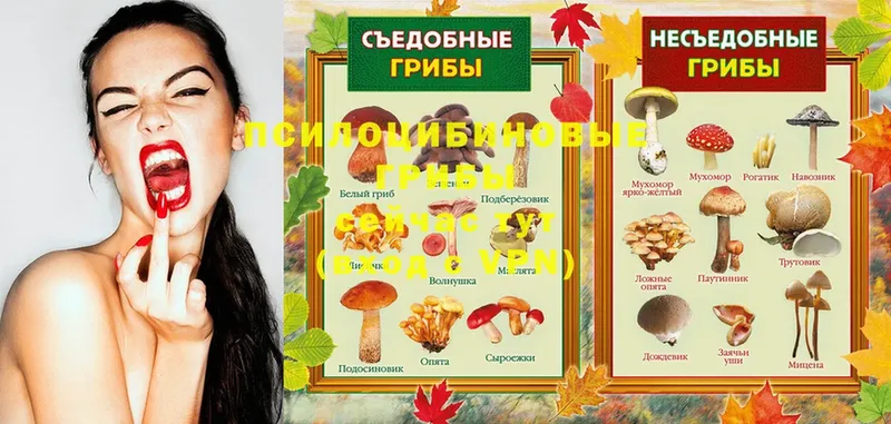 Псилоцибиновые грибы Psilocybe  мориарти формула  Беслан 